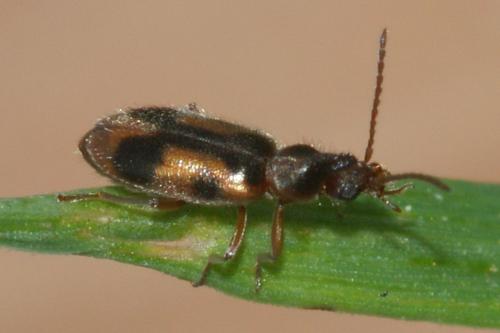 Notoxus monoceros